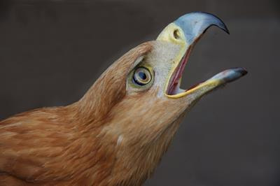Cover image for research topic "Modern Conservation: Critical Lessons from Birds of Prey"