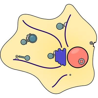 Cover image for research topic "Energy Requirements in Membrane Trafficking"