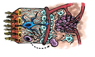 Cover image for research topic "Neural Stem Cells of the Subventricular Zone: from Neurogenesis to Glioblastoma Origin"