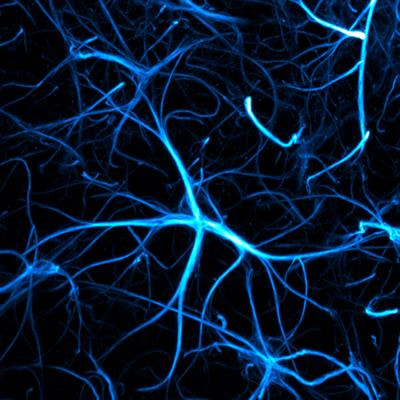 Cover image for research topic "The Role of Astroglia and Oligodendroglia in CNS Development, Plasticity, and Disease – Novel Tools and Investigative Approaches"