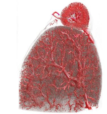 Cover image for research topic "Mechanisms of Vessel Development: From a Primitive Draft to a Mature Vasculature"