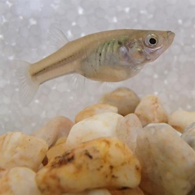 Cover image for research topic "Ecology, Evolution, and Behavior of Viviparous Fishes"