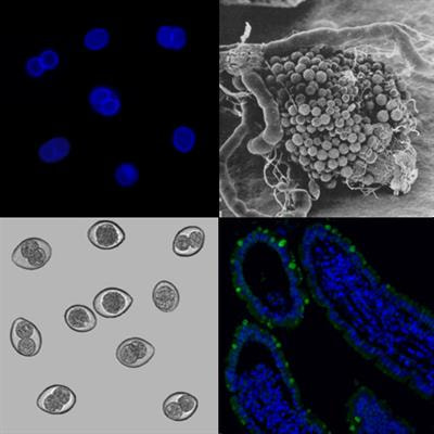 Cover image for research topic "Get over the Gut: Apicomplexan Parasite Interaction, Survival and Stage Progression in Vertebrate and Invertebrate Digestive Tracts"