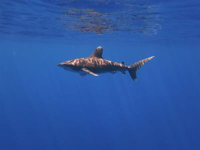 Cover image for research topic "Movement and Connectivity of Large Pelagic Sharks"