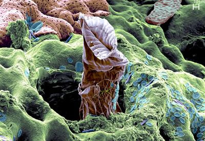 Cover image for research topic "Biomineralization: From the Lab Bench to Paleoenvironments"