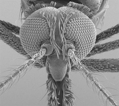 Cover image for research topic "Malaria Targeting Toolkit: Host-Parasite Interaction"