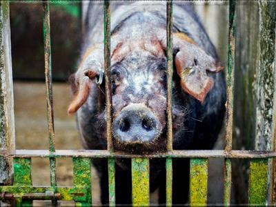 Cover image for research topic "Improving Animal Welfare through Genetic Selection"