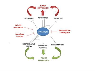 Cover image for research topic "Mutant p53 in Cancer Progression and Personalized Therapeutic Treatments"