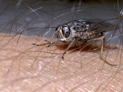 Cover image for research topic "New insights in the interactions between African trypanosomes and tsetse flies"