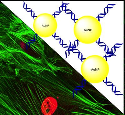 Cover image for research topic "New Approaches to Tackle EMT and Fibrosis: From Epigenetics to Nanotechnology"
