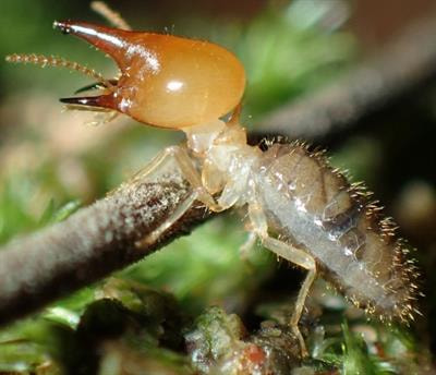 Cover image for research topic "Advances in the Evolutionary Ecology of Termites"