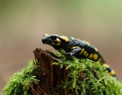 Cover image for research topic "Emerging Infections and Diseases of Herpetofauna"