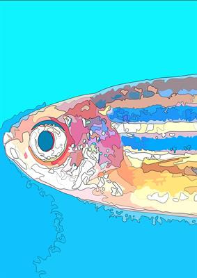 Cover image for research topic "Zebrafish Models for Human Disease Studies"