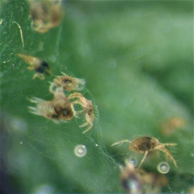 Cover image for research topic "Plant-Pest Interactions Volume I: Acari and Thrips"