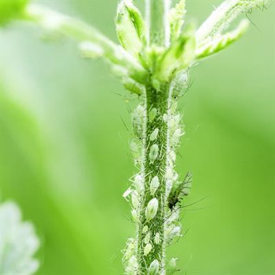 Cover image for research topic "Plant-Pest Interactions Volume II: Hemiptera"