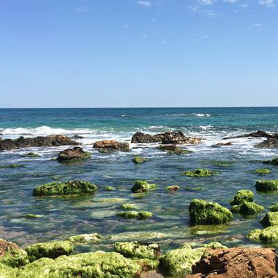 Cover image for research topic "Fitness of Marine Calcifiers in the Future Acidifying Ocean"