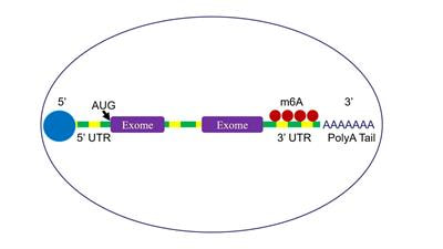 Cover image for research topic "Genetics and Epigenetics of RNA Methylation System in Human Cancers"