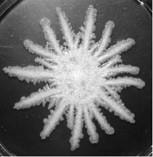 Cover image for research topic "Yeast Differentiation: From Cell-to-Cell Heterogeneity to Replicative Aging and Regulated Cell Death"