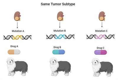 Cover image for research topic "Precision Medicine in Veterinary Oncology"