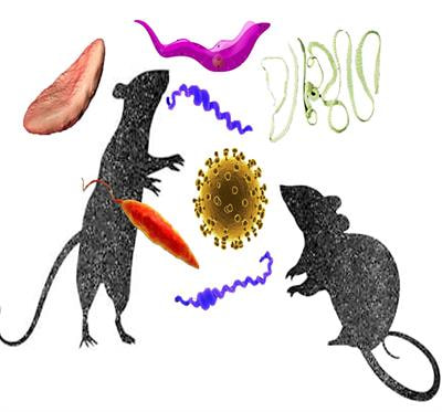 Cover image for research topic "Stowaways of a Stowaway: Parasites of Invasive Rodents"