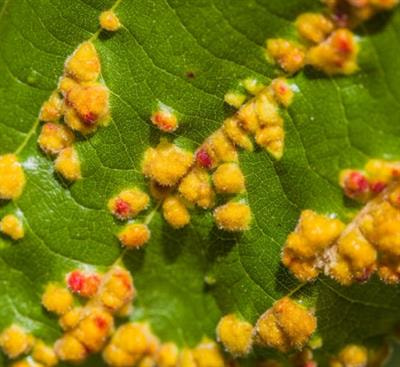 Cover image for research topic "Emerging Fungal Plant Pathogens"