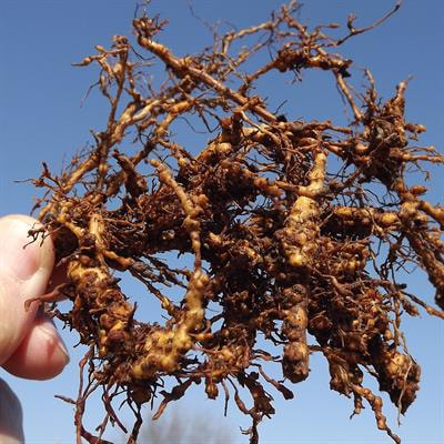 Cover image for research topic "Protecting Our Crops - Approaches for Plant Parasitic Nematode Control"