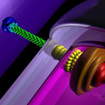 Cover image for research topic "Novel insights into the structure, function, and regulation of phytopathogenic type III secretion systems"