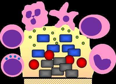 Cover image for research topic "Immune Response to Biofilms"