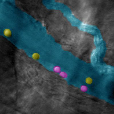 Cover image for research topic "Imaging and Mechanism of Leukocyte Recruitment and Function in Inflammation and Infections"