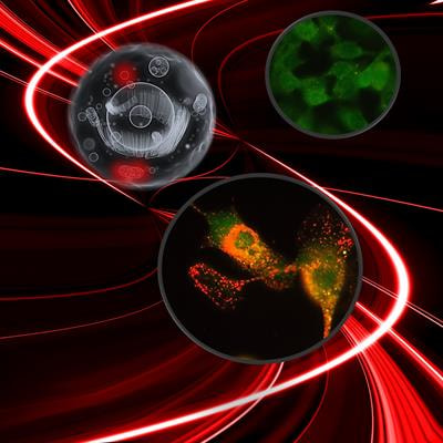 Cover image for research topic "New Roles of Autophagy Pathways in Cancer"