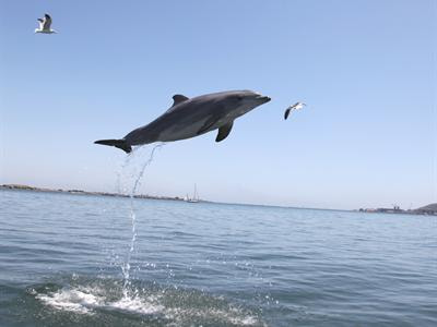 Cover image for research topic "Marine Mammals as Out-of-the-Box Models for Diabetes and Insulin Resistance"