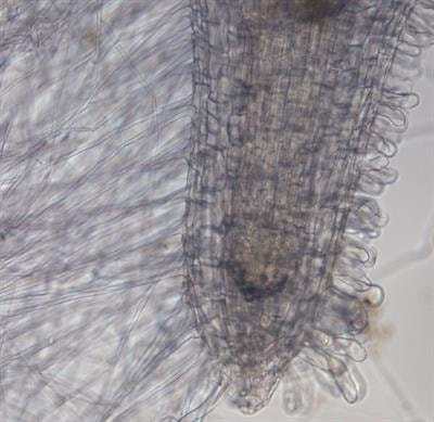 Cover image for research topic "Root Development: Towards Understanding Regulatory Networks and Complex Interactions Between Cell Populations"