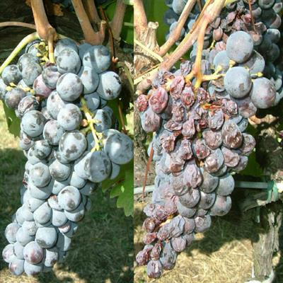 Cover image for research topic "Resilience of Grapevine to Climate Change: From Plant Physiology to Adaptation Strategies"