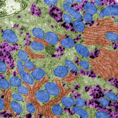 Cover image for research topic "Organellar Dynamics in Cell Fate"