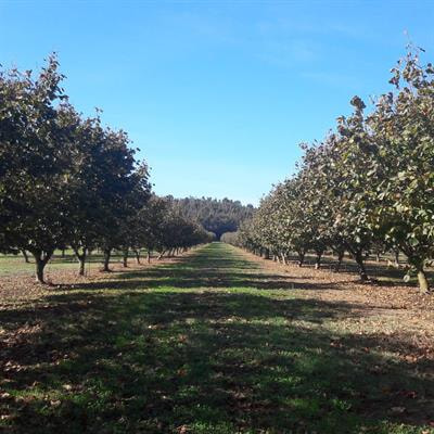 Cover image for research topic "Recent Advances in Hazelnut (Corylus spp.)"