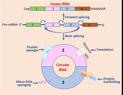 Cover image for research topic "Emerging Roles of Circular RNAs in the Tumor: Functions and Potential Applications"