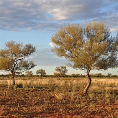 Cover image for research topic "Adaptation of Forest Species to Drought"