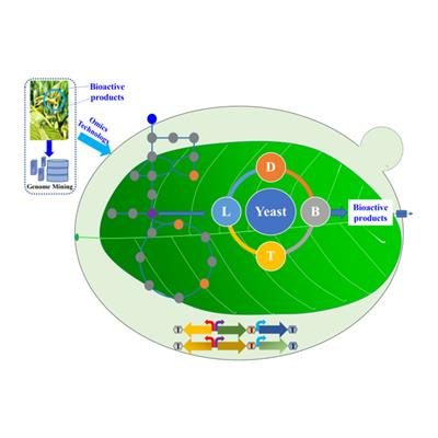 Cover image for research topic "Engineering Yeast to Produce Plant Natural Products"