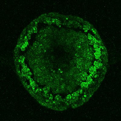 Cover image for research topic "Behavior-Driven Changes in Gene Expression"