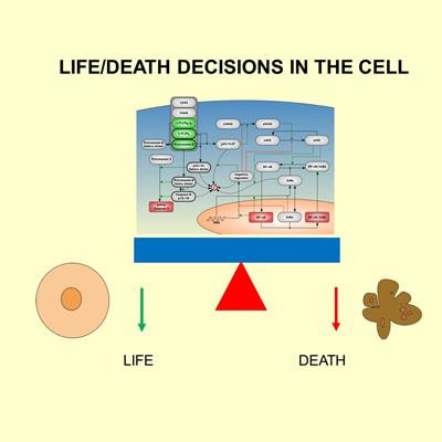 Cover image for research topic "Dynamical Networks of Life/Death Decisions in a Cell: From DNA Repair to Cell Death"