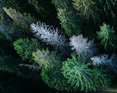 Cover image for research topic "Adaptation of Trees to Climate Change: Mechanisms Behind Physiological and Ecological Resilience and Vulnerability"