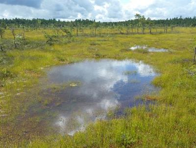 Cover image for research topic "Observing, Modeling and Understanding Processes in Natural and Managed Peatlands"