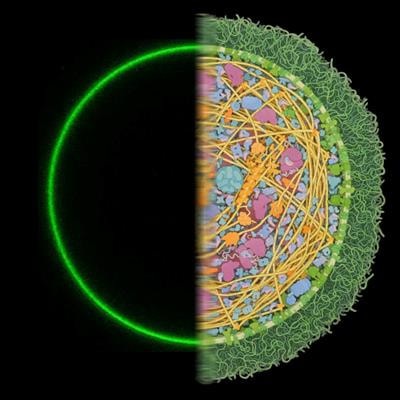 Cover image for research topic "Bridging Membrane Biophysics to Microbiology: Innovating Towards New Peptide and Peptide-based Antimicrobials"