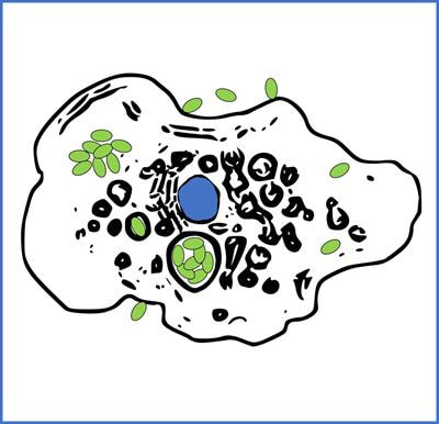 Cover image for research topic "Facultative Intracellular Bacteria: Exception or Rule?"