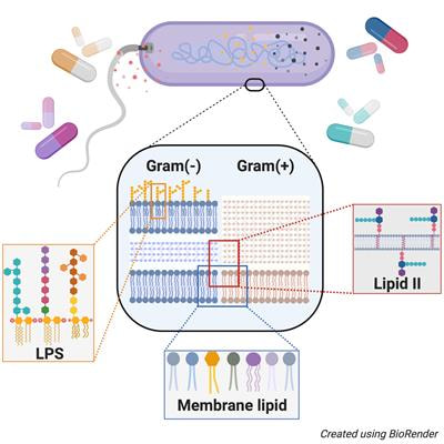 Cover image for research topic "Crosstalk Between Membrane Lipid Metabolism and Bacterial Cell Envelope Homeostasis"