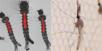 Cover image for research topic "Microbiota: A Consequential Third Wheel in the Mosquito-Pathogen Relationship"