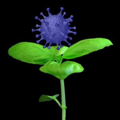 Cover image for research topic "Plant Science's Contribution to Fighting Viral Pandemics: COVID-19 as a Case Study"