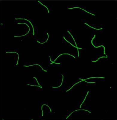 Cover image for research topic "Meiosis: from Molecular Basis to Medicine"