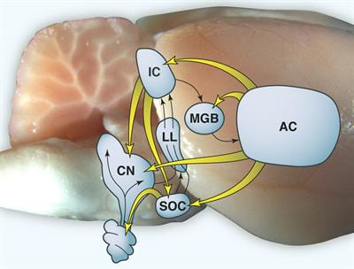 Cover image for research topic "Descending Control in the Auditory System"
