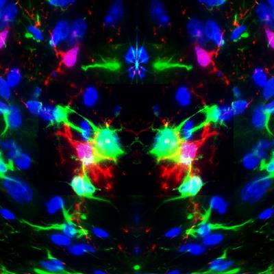Cover image for research topic "Mesenchymal Stromal Cell Therapy for Regenerative Medicine"